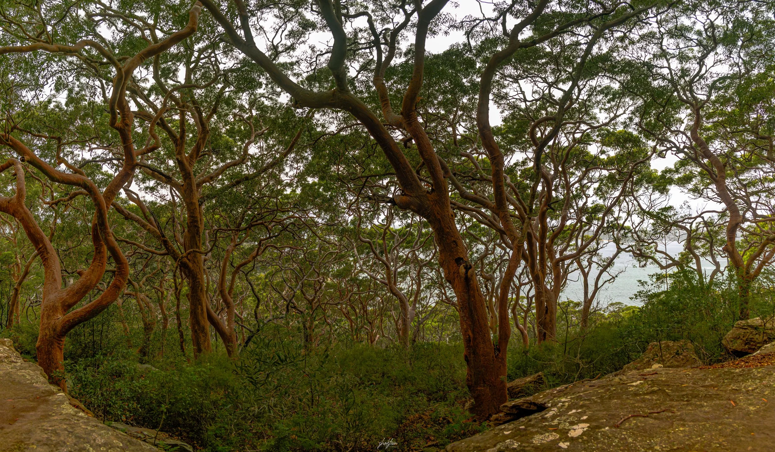 Australia Day 26-1-26-1-5-m.jpg