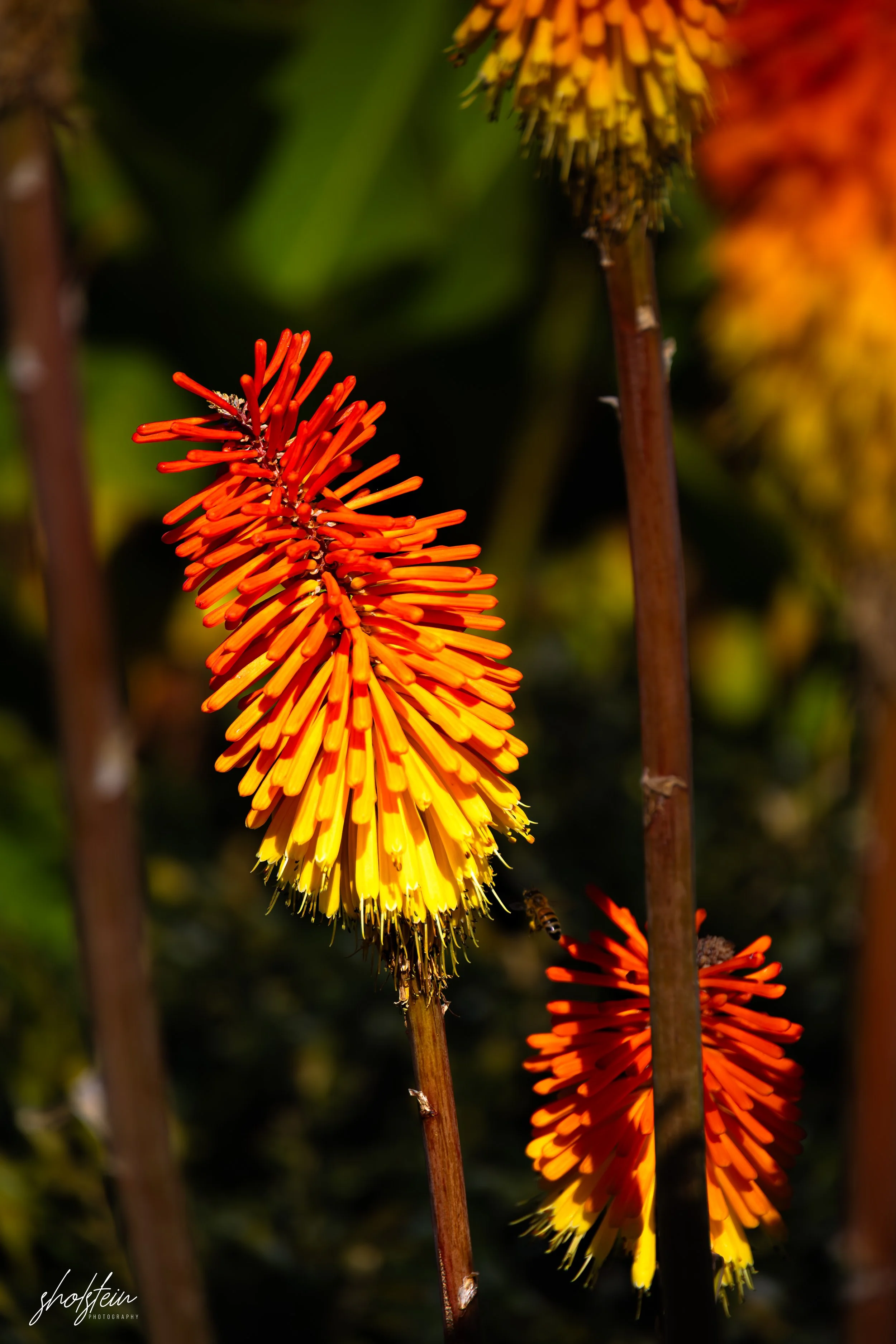 Bowral-Mittagong 26-4-26-1-9-l.jpg