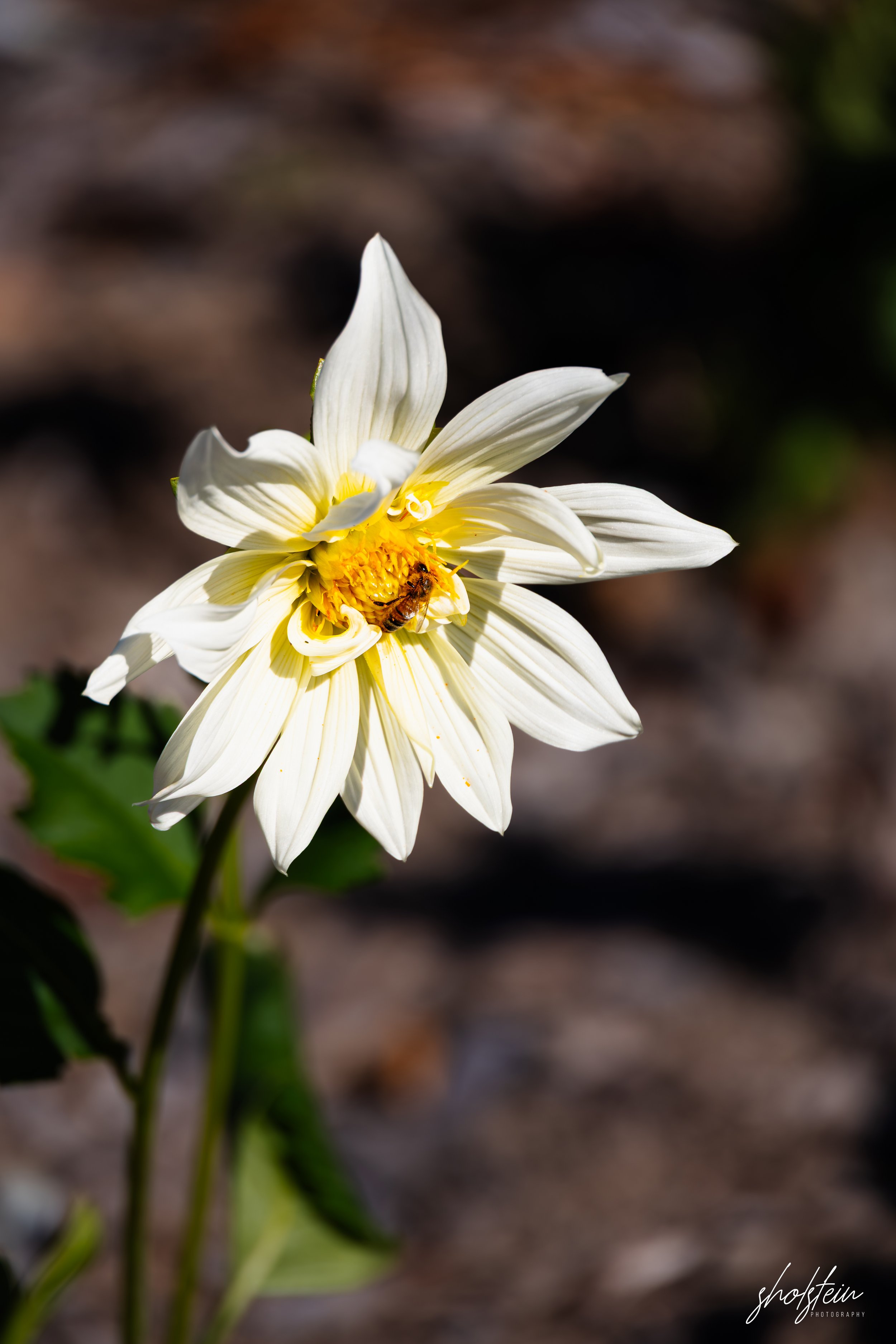 Bowral-Mittagong 26-4-26-1-11-l.jpg