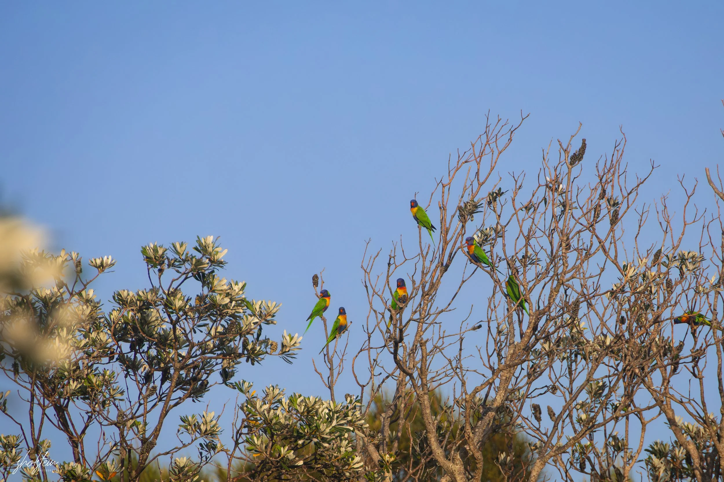 Mollymook 9-1-26-1-14-l.jpg