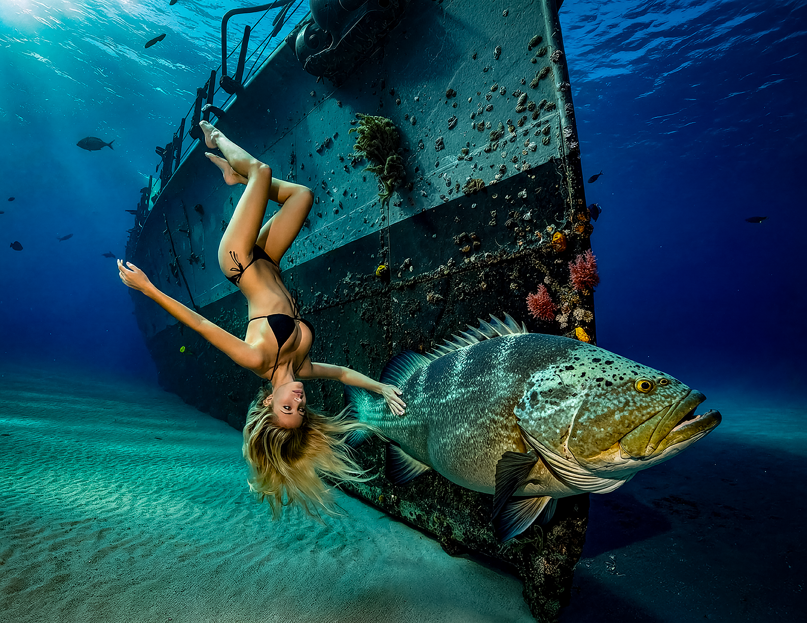 Avalon Grouper 1.png