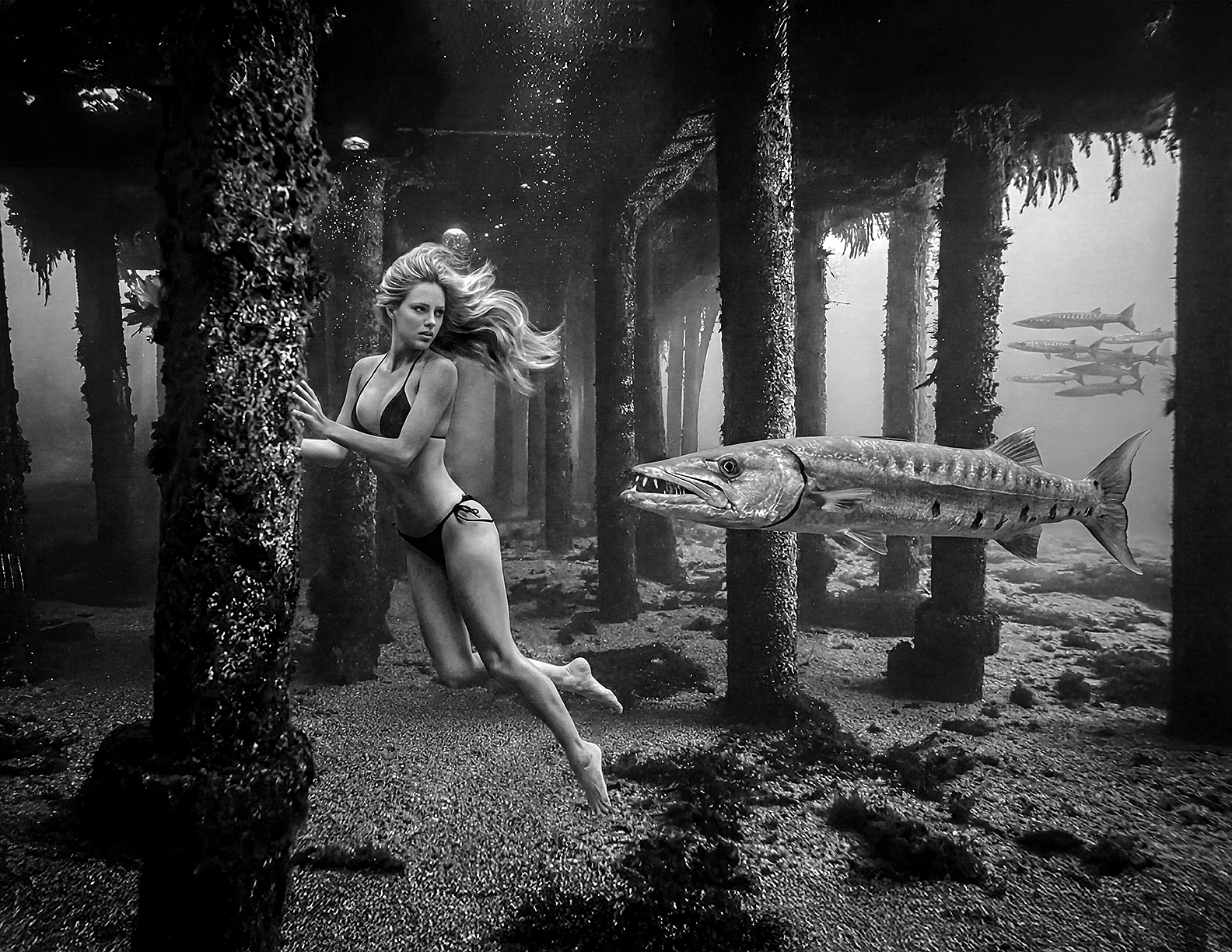 Avalon Barracuda 1.png