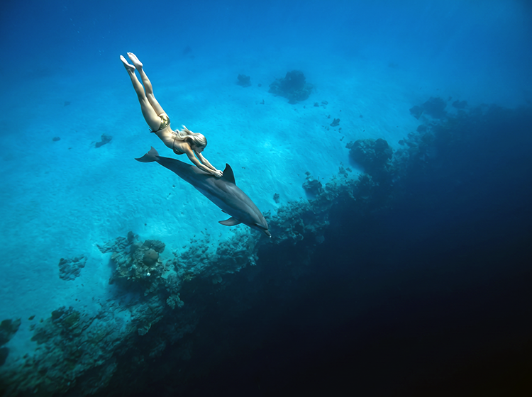 magnific_no-bubbles.-dolphin-and-m_2951120808.png