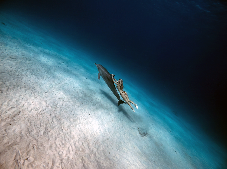 magnific_no-bubbles.-dolphin-and-m_2951134271.png