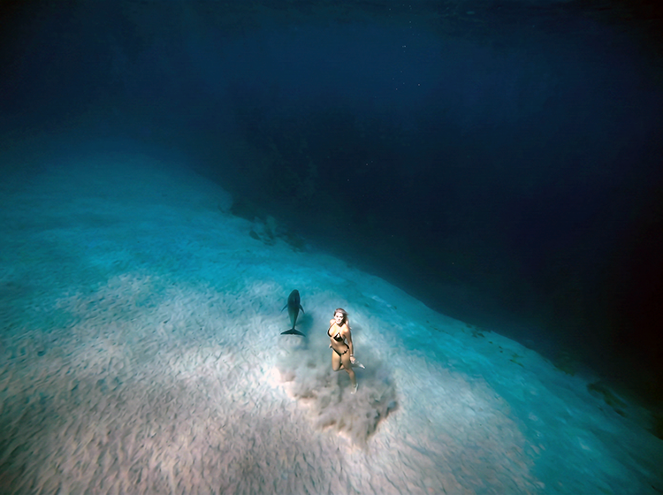 magnific_no-bubbles.-dolphin-and-m_2951150143.png