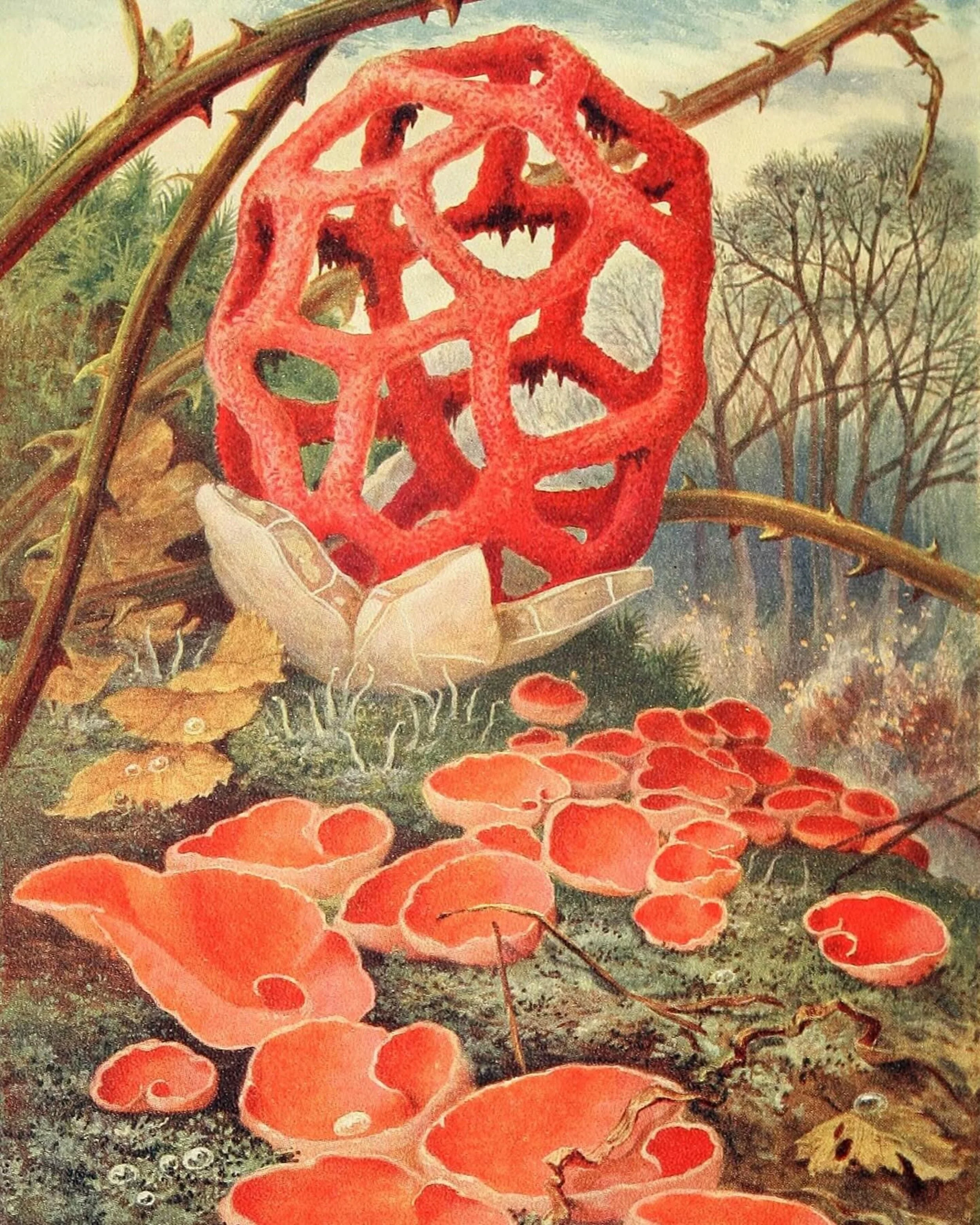 Image 11 Theo Carreras,  The Lattice Fungus and Orange Elf-Cup (19th century, Public Domain ).jpg