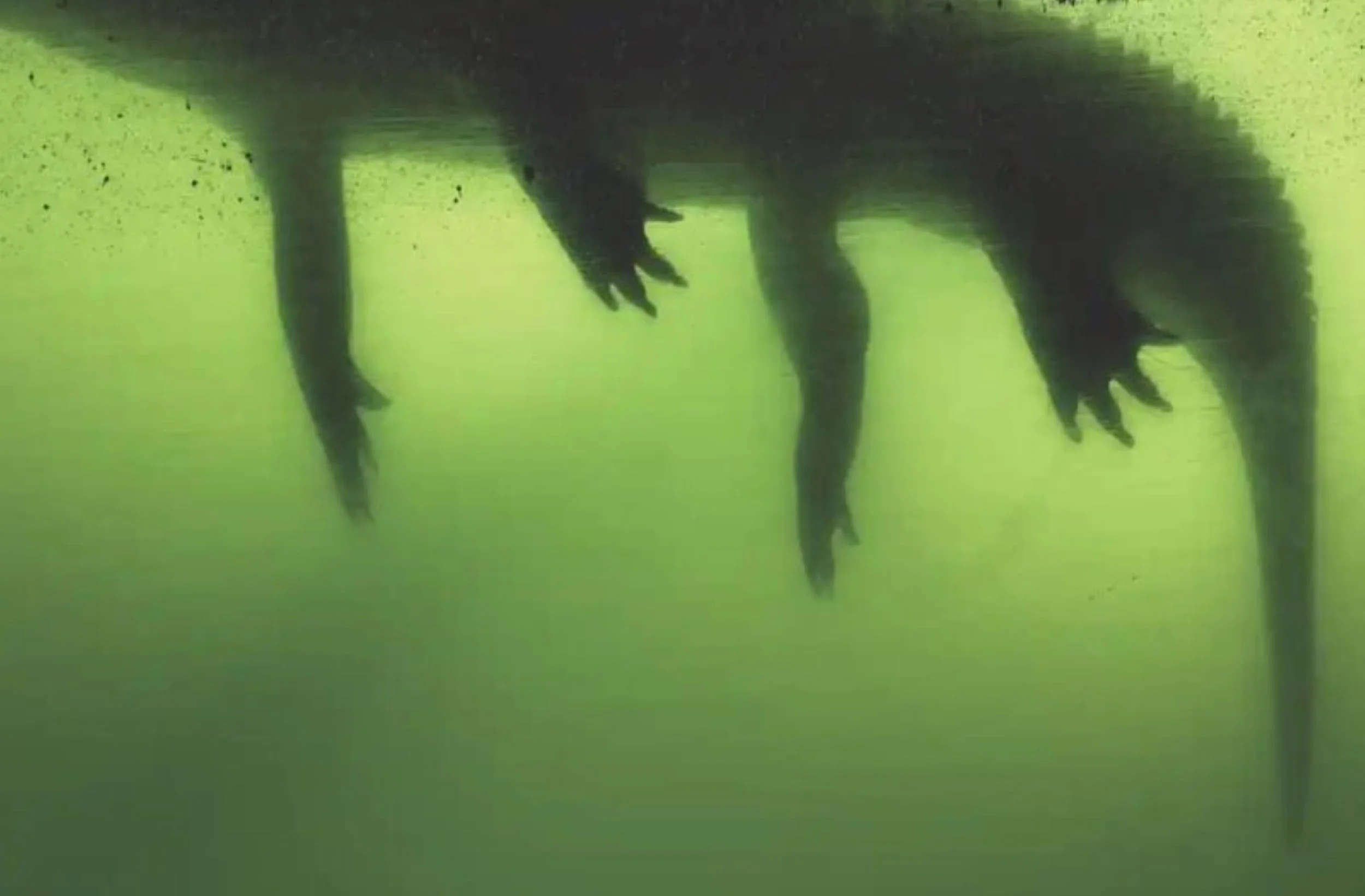 image 4.   Anastasia Samoylova , Gator (Florida, 2017) , photograph from the series 'FloodZone' (c) Anastasia Samoylova and Laurence Miller Gallery.jpg
