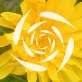 Fiore giallo con motivo bianco a spirale, simbolo del progetto ZEMedS.