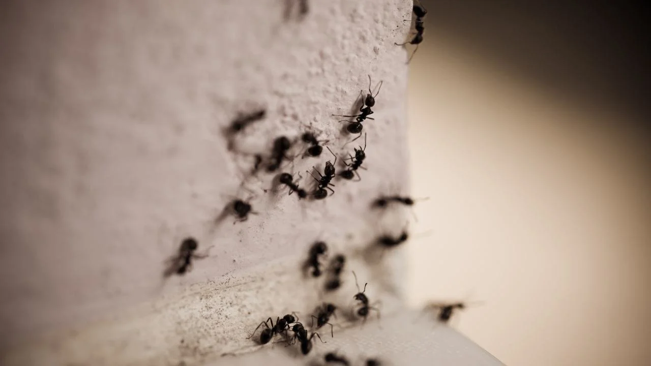carpenter ants vs termites​