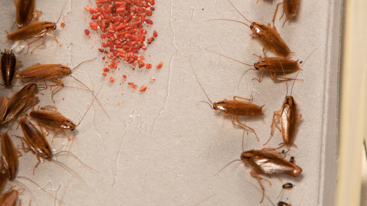 trap cockroaches​