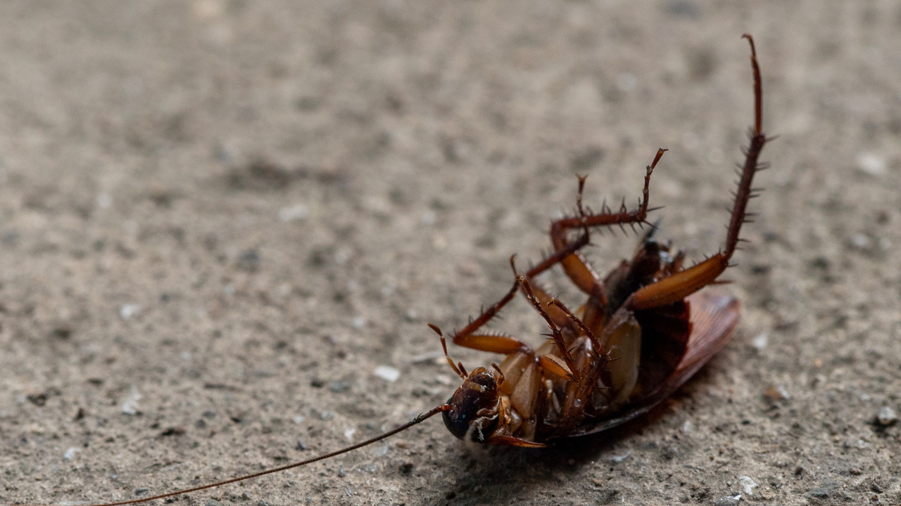 cockroach pest killer​