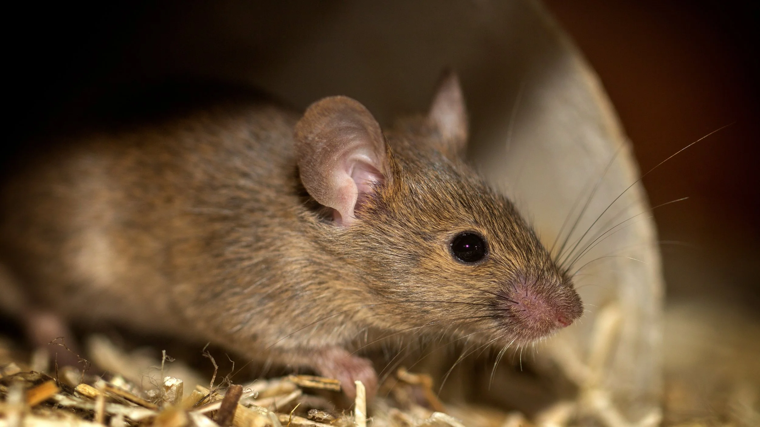 Do Rats Climb On Walls?