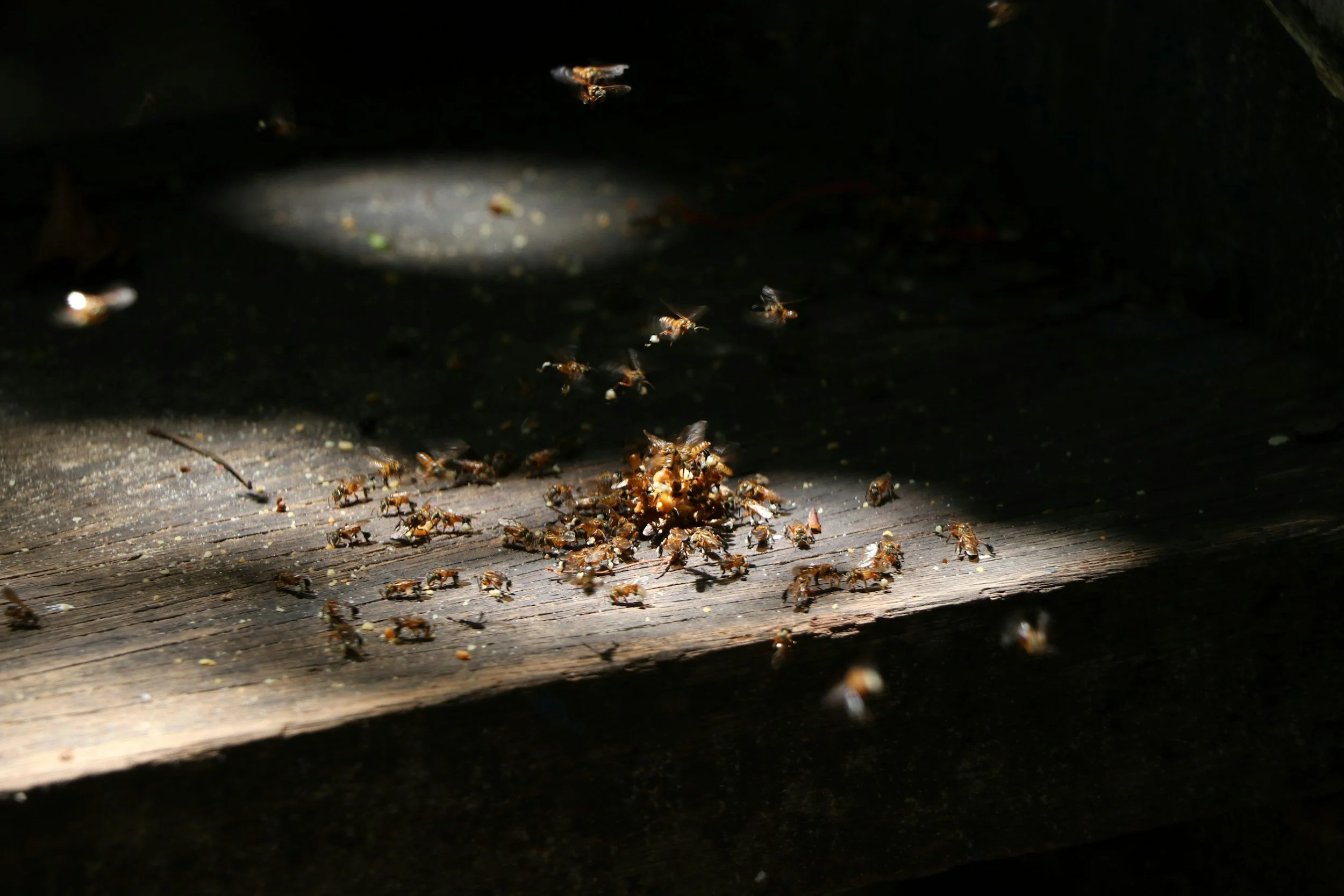 what do white ants look like