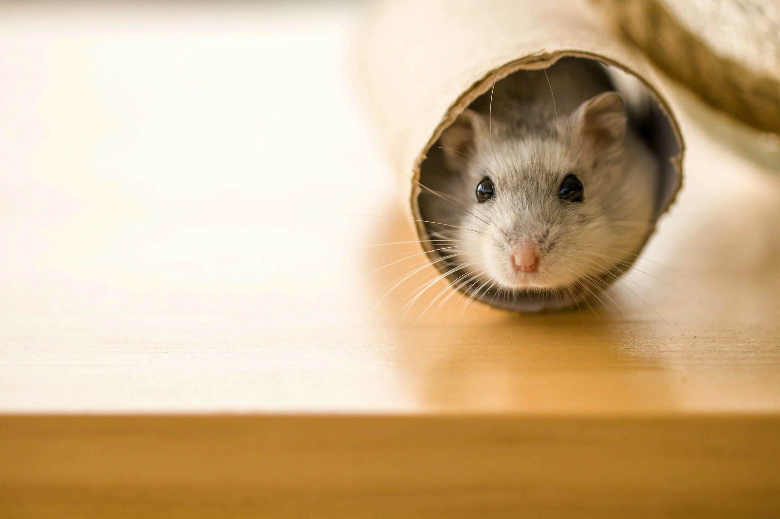 how to catch a rat​