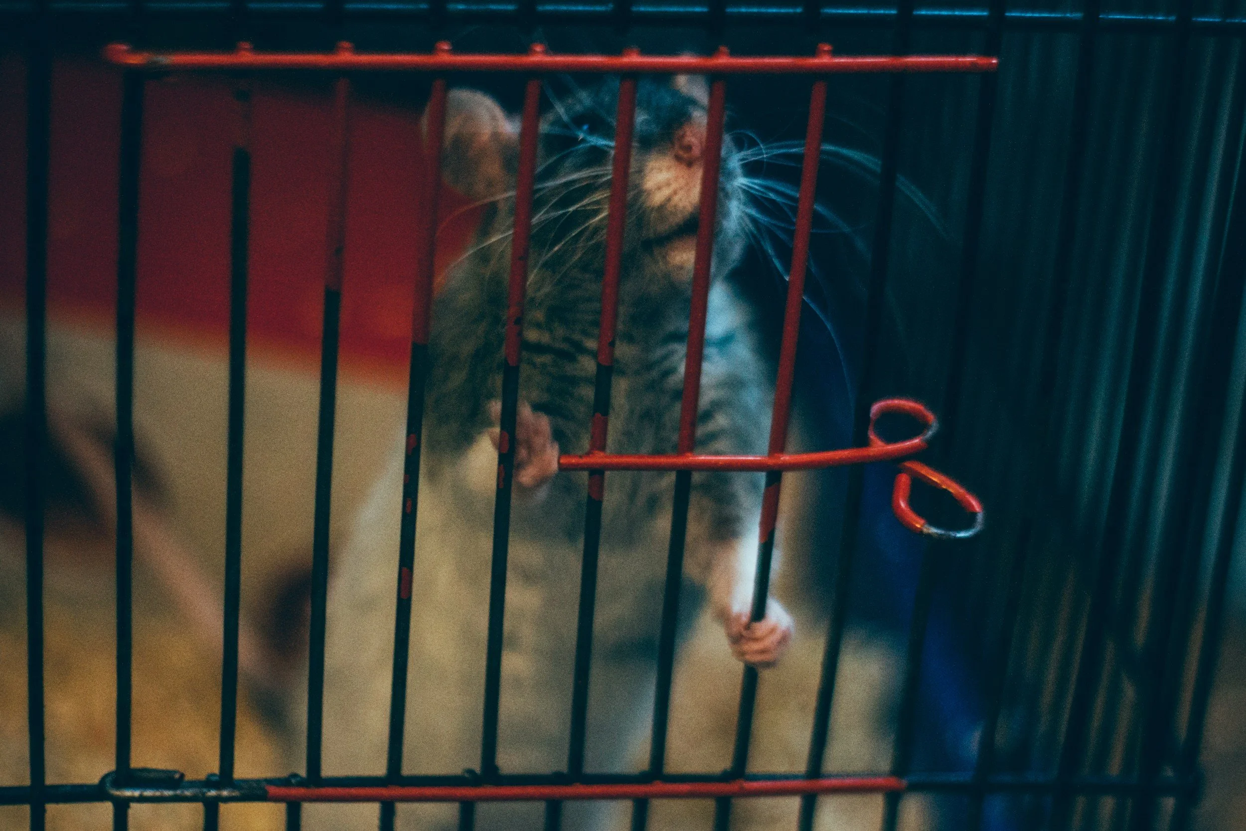 How to Catch a Rat: A Step-by-Step Guide for Florida Homes