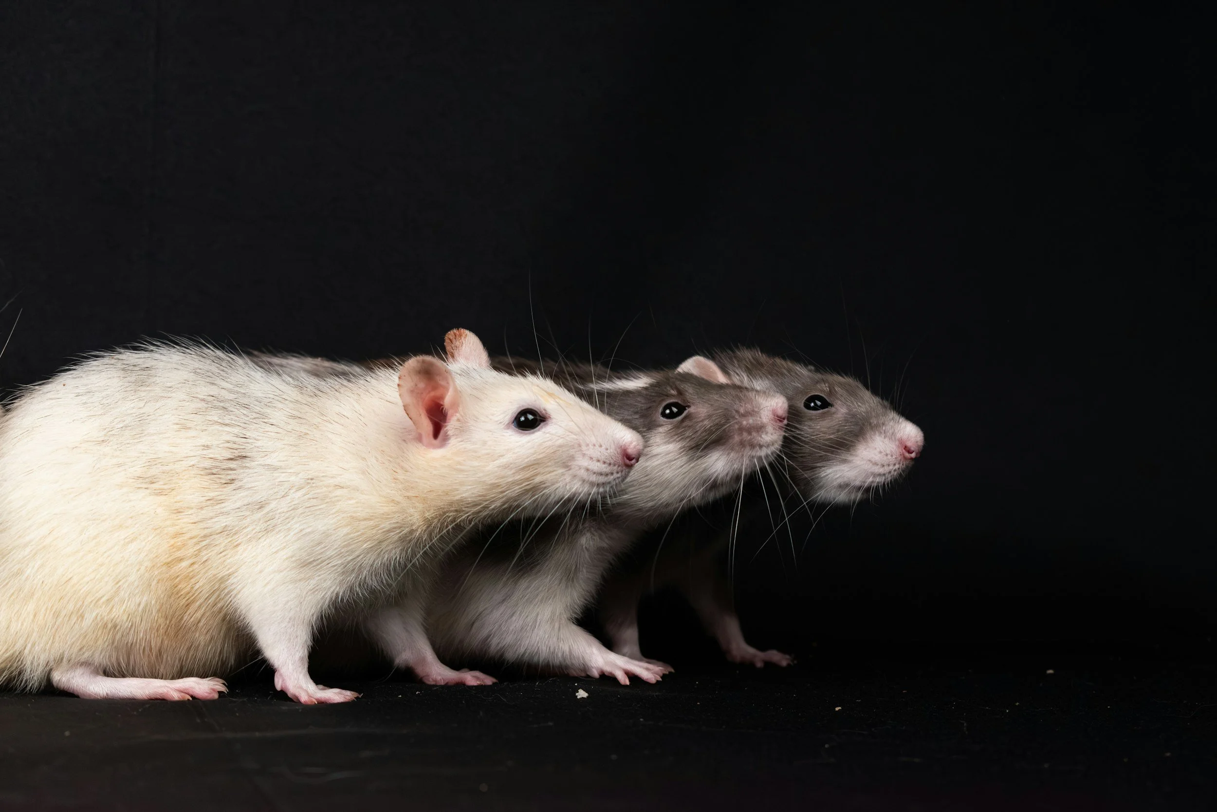 how to catch a rat​