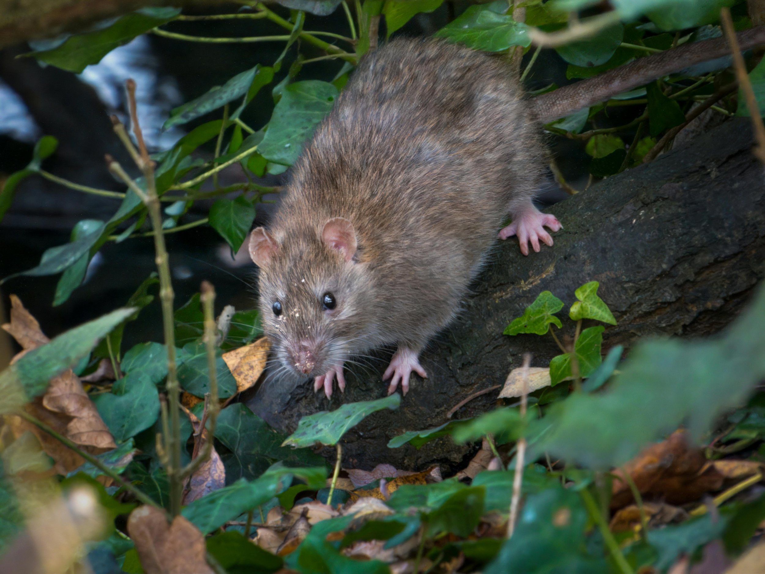 Florida Rodents: Identification, Risks, and How to Protect Your Orlando Home