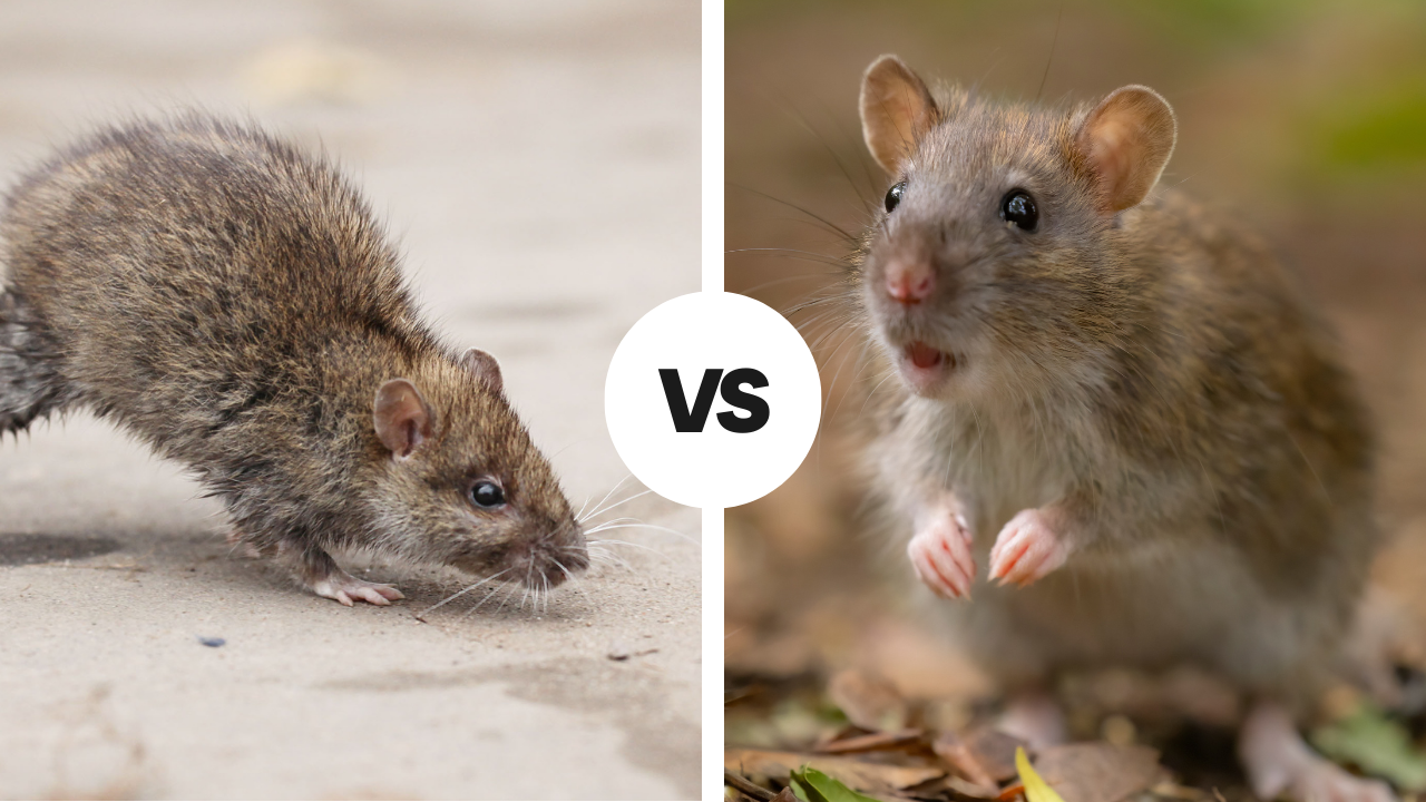 Roof Rat vs Norway Rat: Key Differences Homeowners Should Know