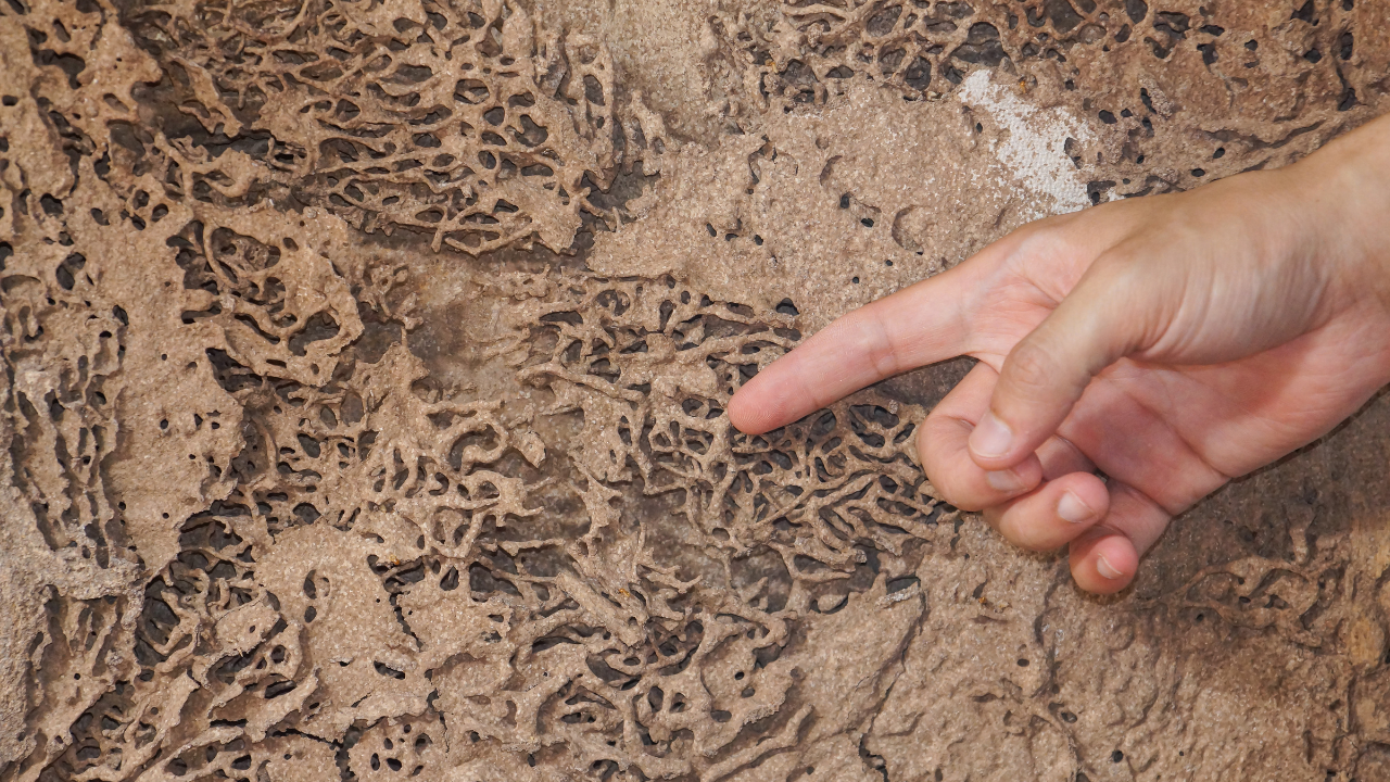 Signs Of Termites: 2026 Homeowner Guide To Early Detection