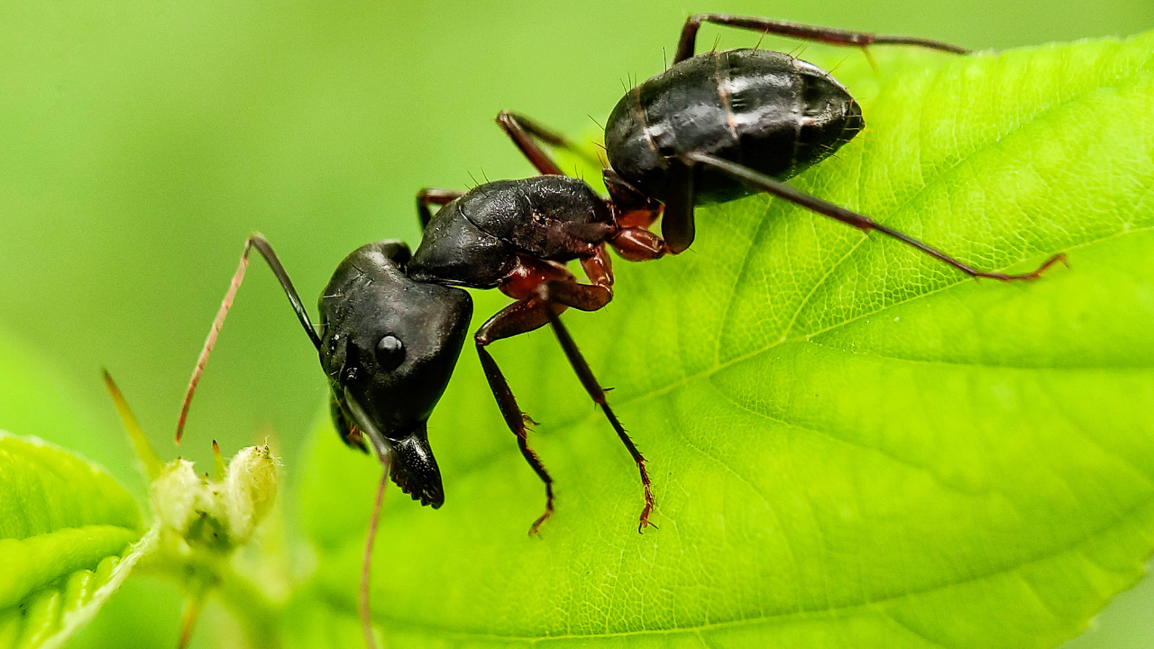 Carpenter Ants in Florida: How to Identify Them and What to Do