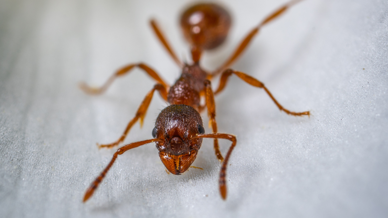 Fire Ants in Florida: What You Need to Know (and How to Get Rid of Them)