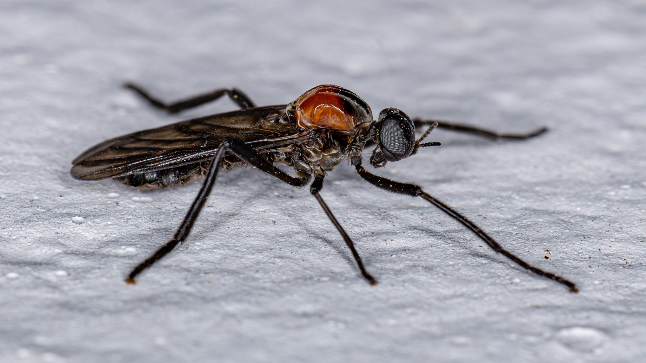 Lovebugs in Florida: What They Are and How to Repel Them