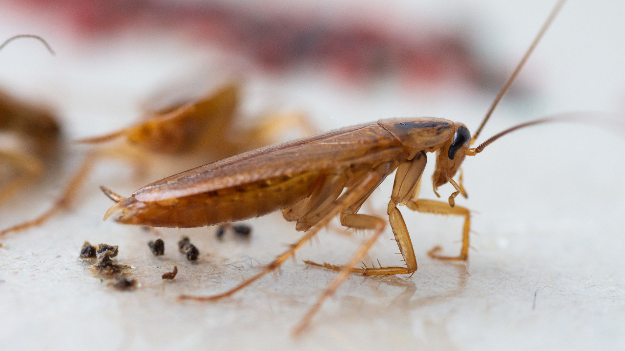 German Cockroaches in Florida: Why They're So Hard to Eliminate (and What Actually Works)