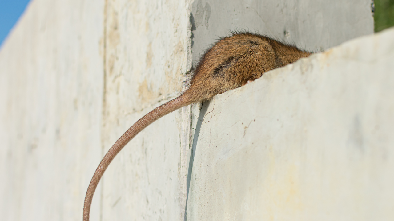 roof rat vs norway rat​