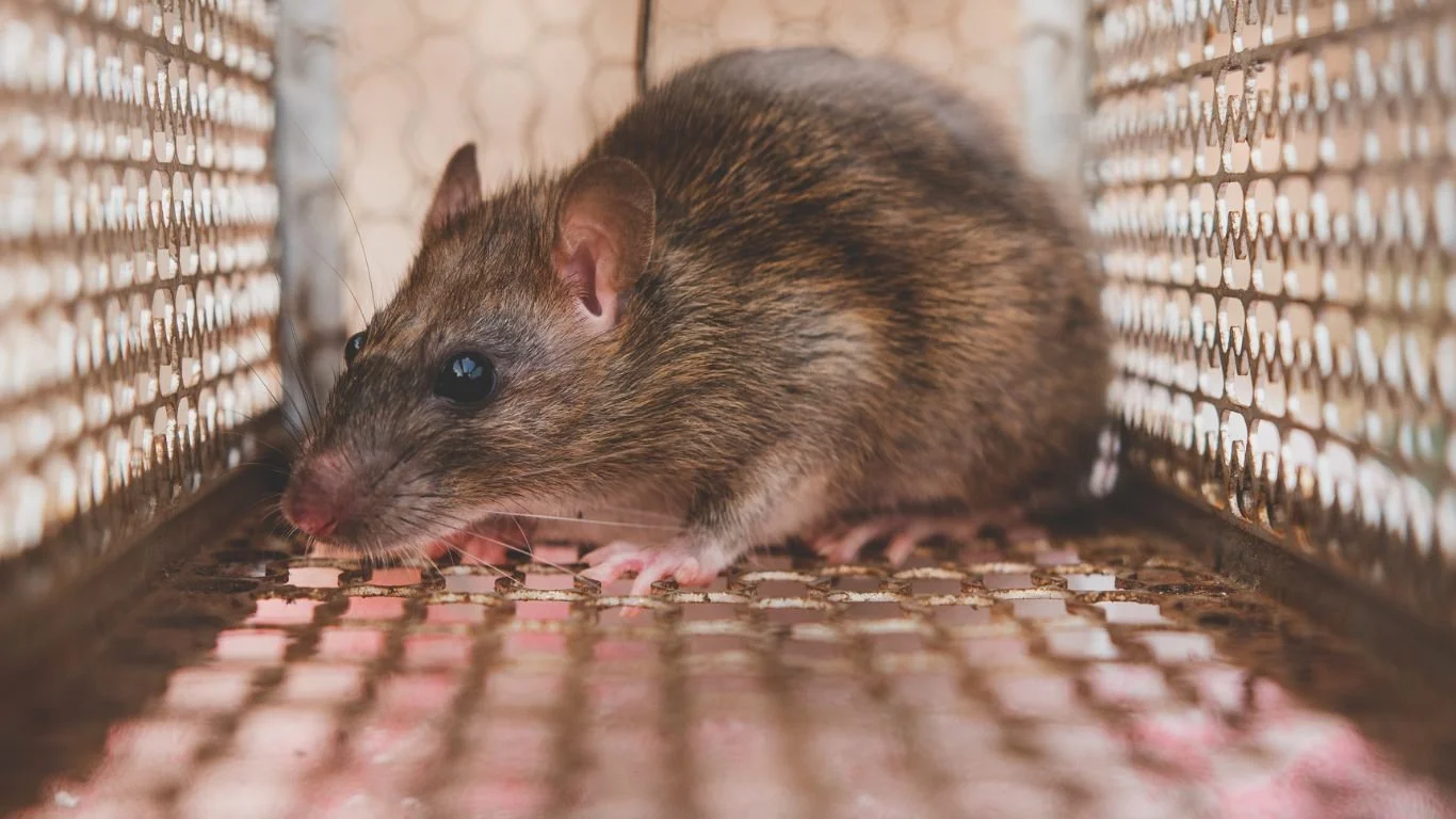 how to catch a rat​