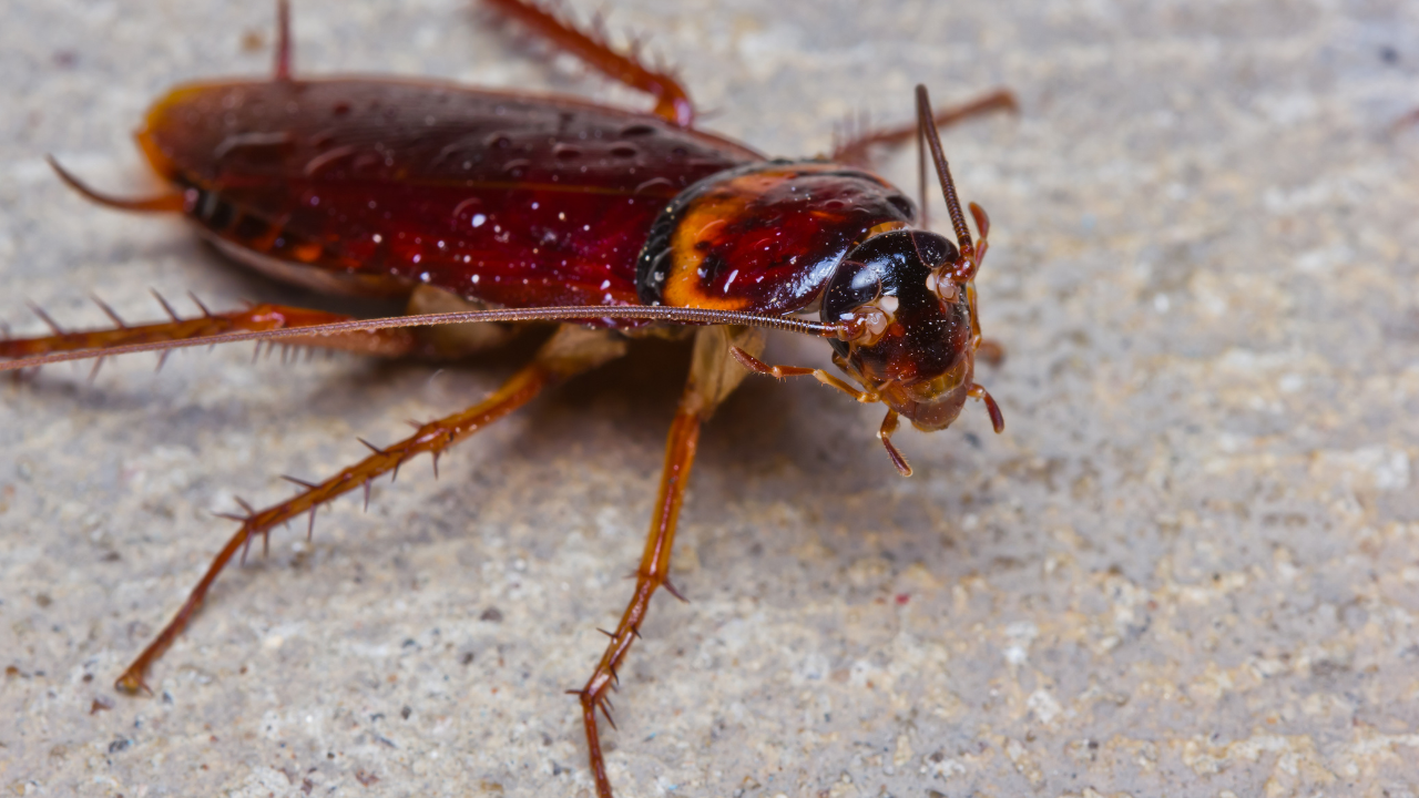 german cockroaches in florida​