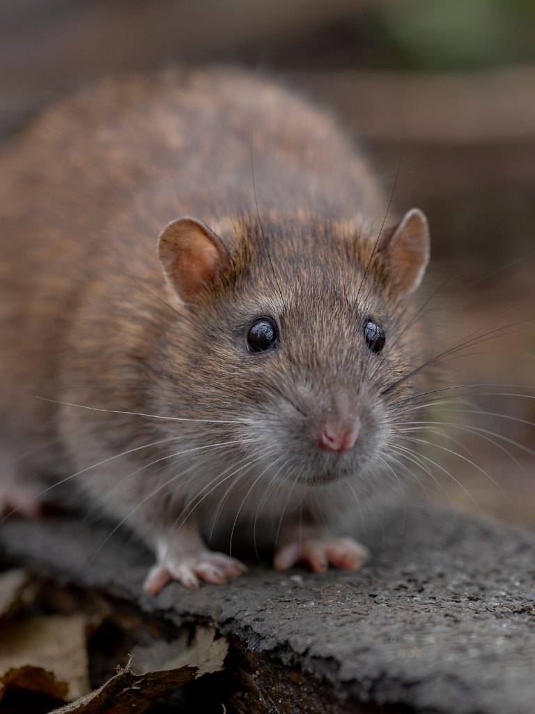 rodent control orlando