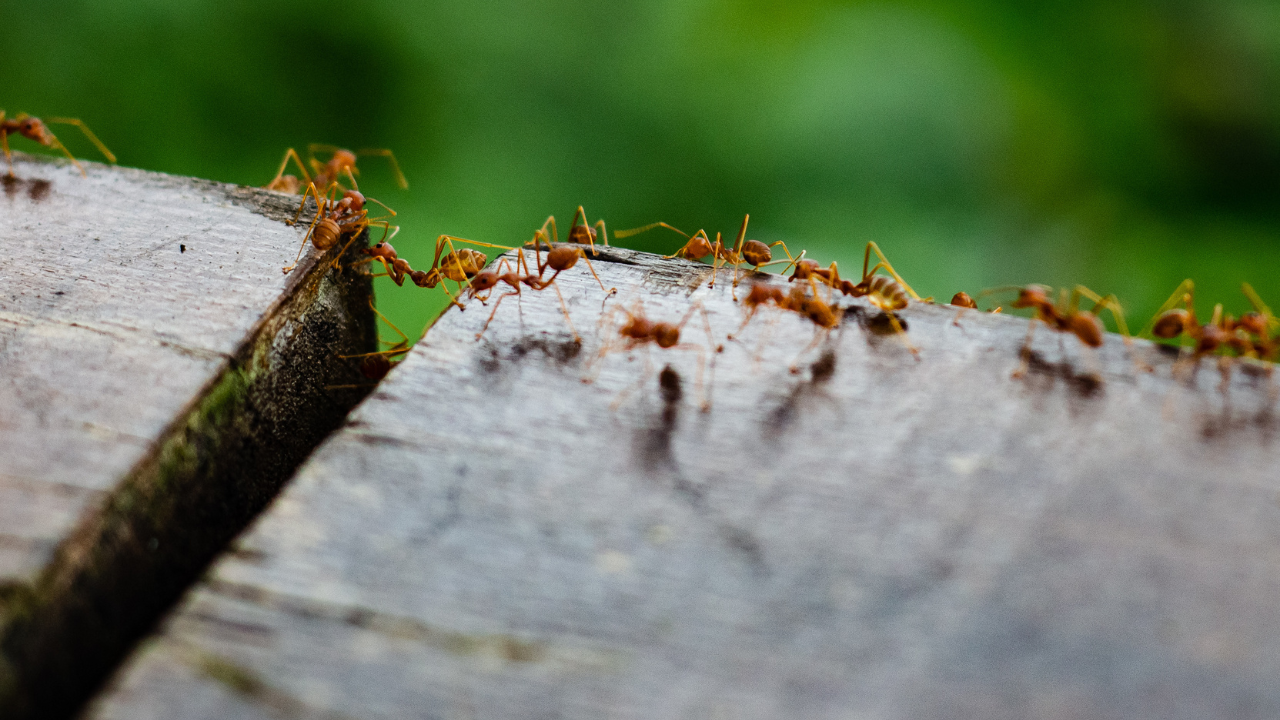 fire ants in florida​