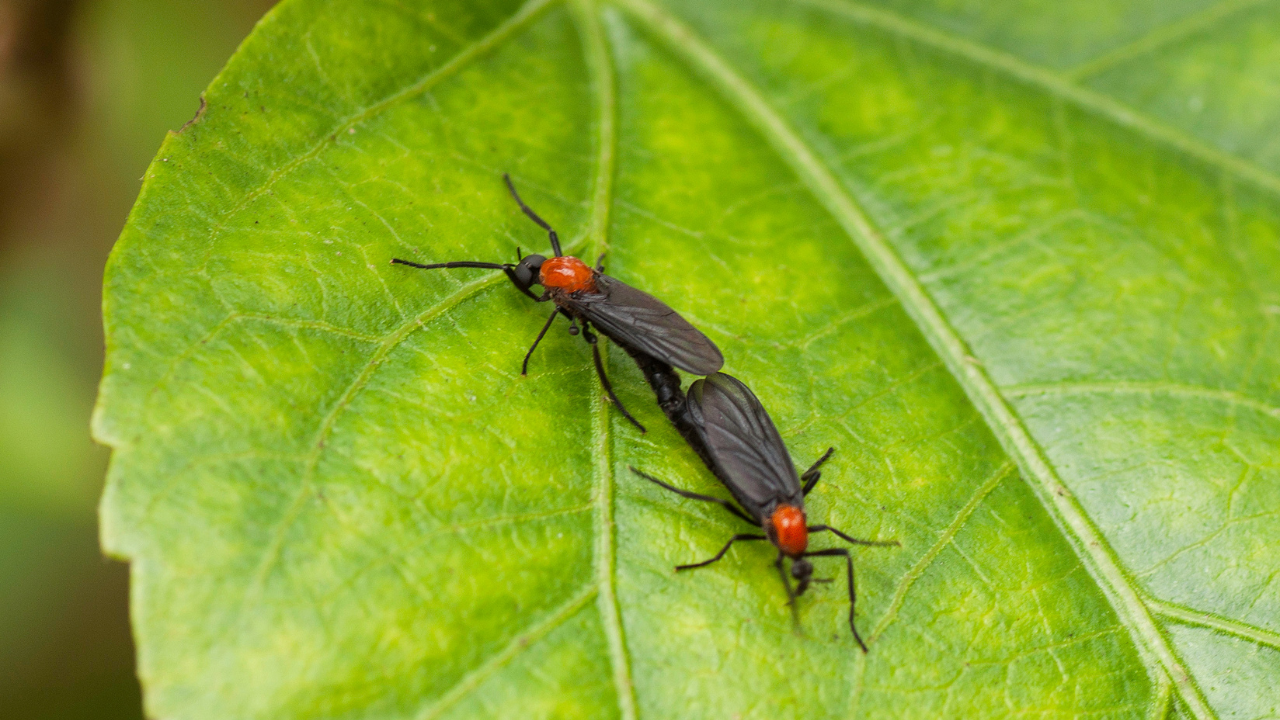 lovebug florida​