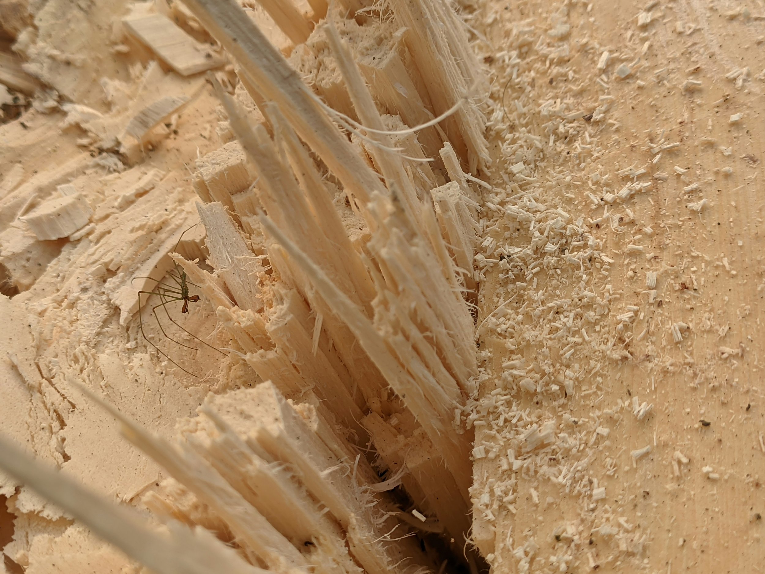 termite spot treatment​