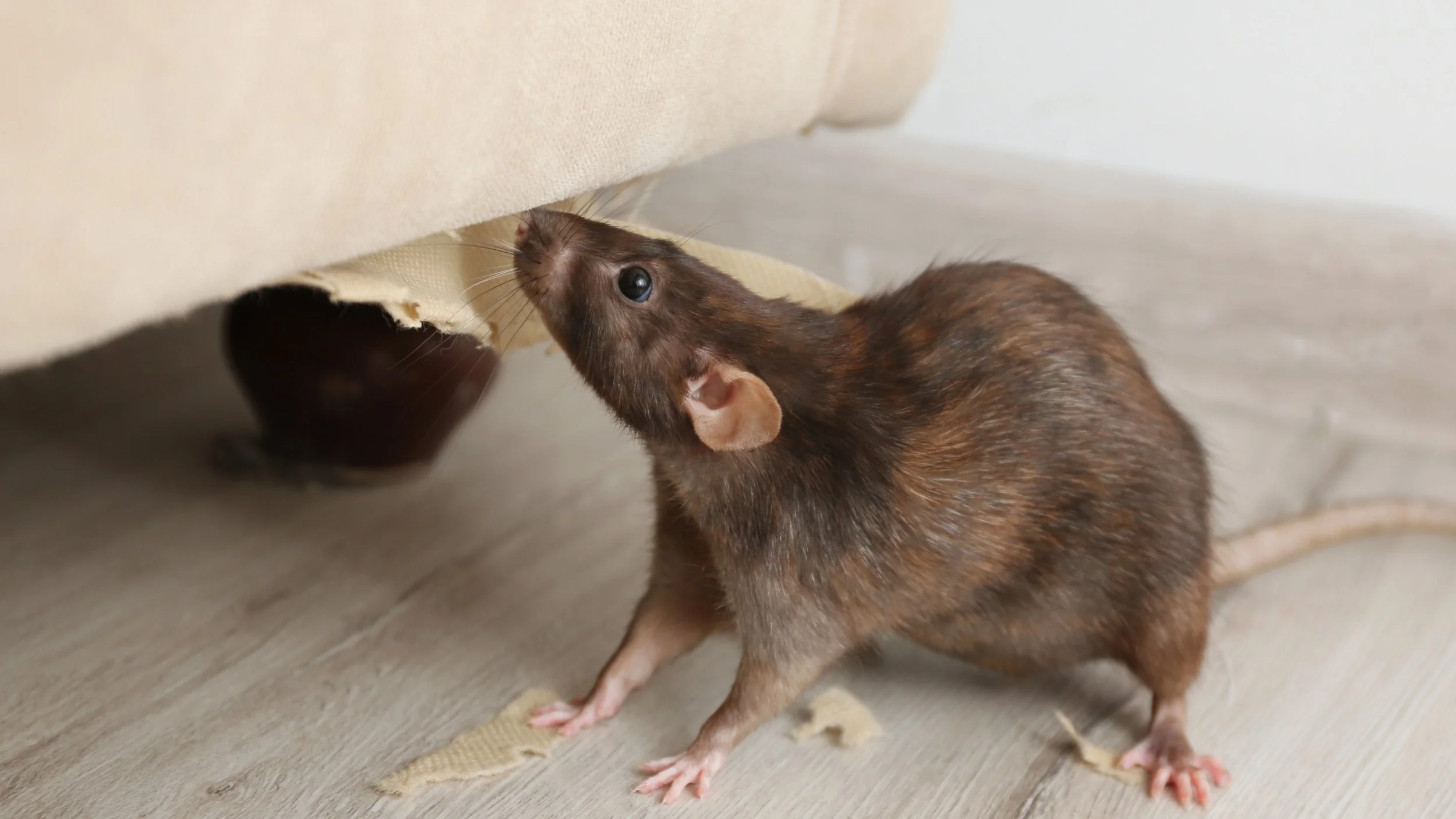 do rats climb on walls