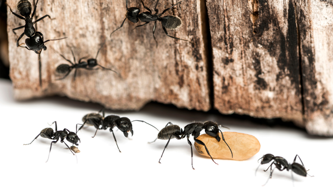 carpenter ants florida​