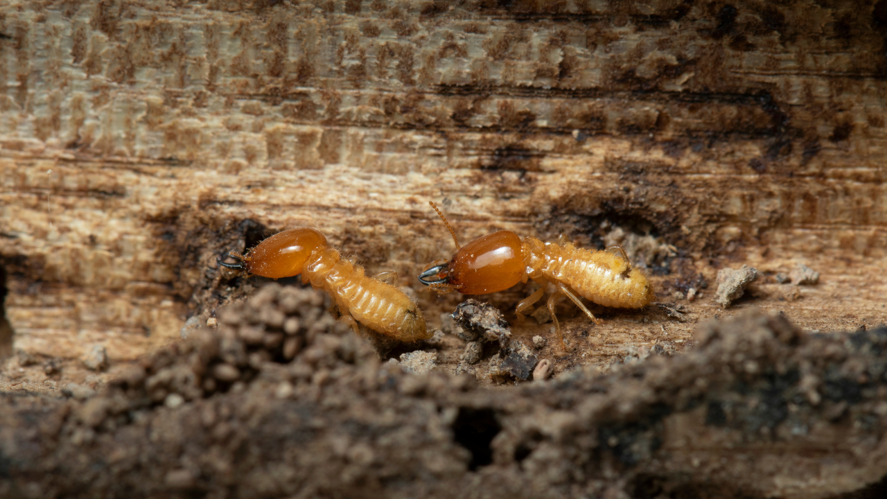how to get rid of termites​