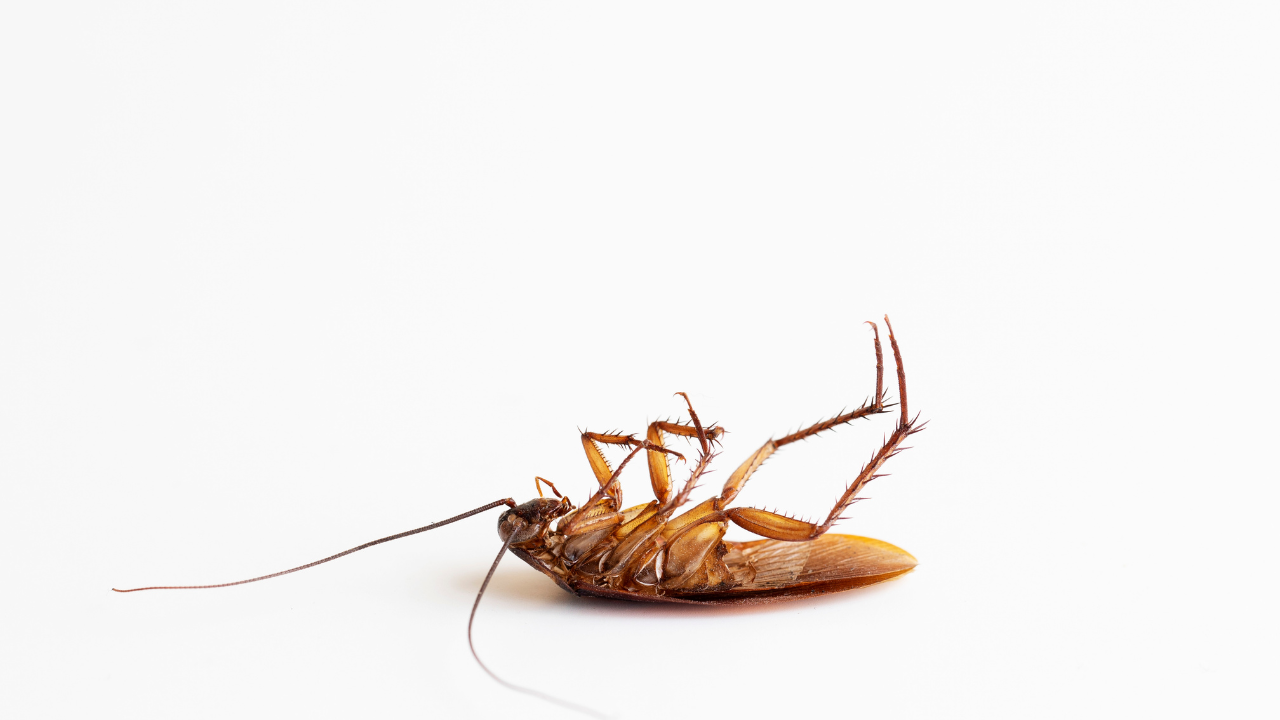 trap cockroaches​