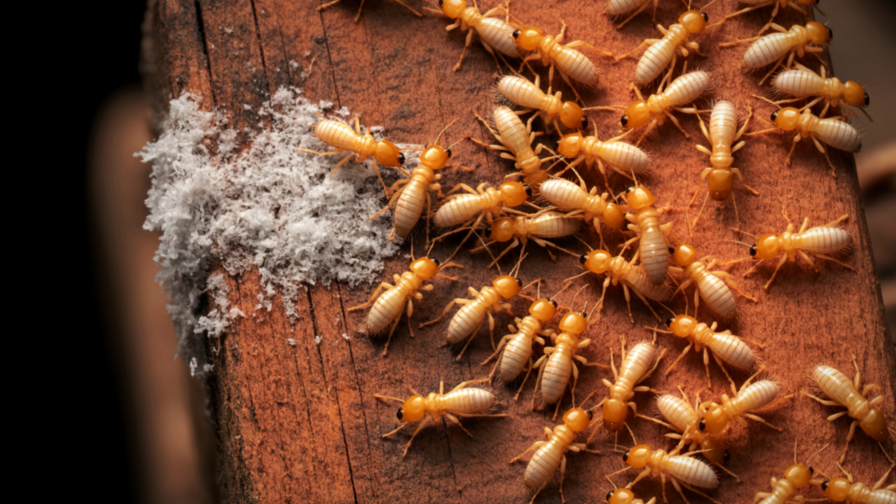 signs of termites​