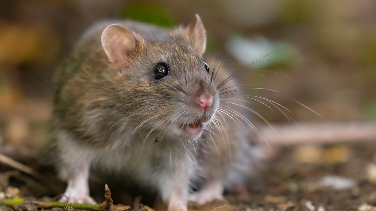 roof rat vs norway rat​