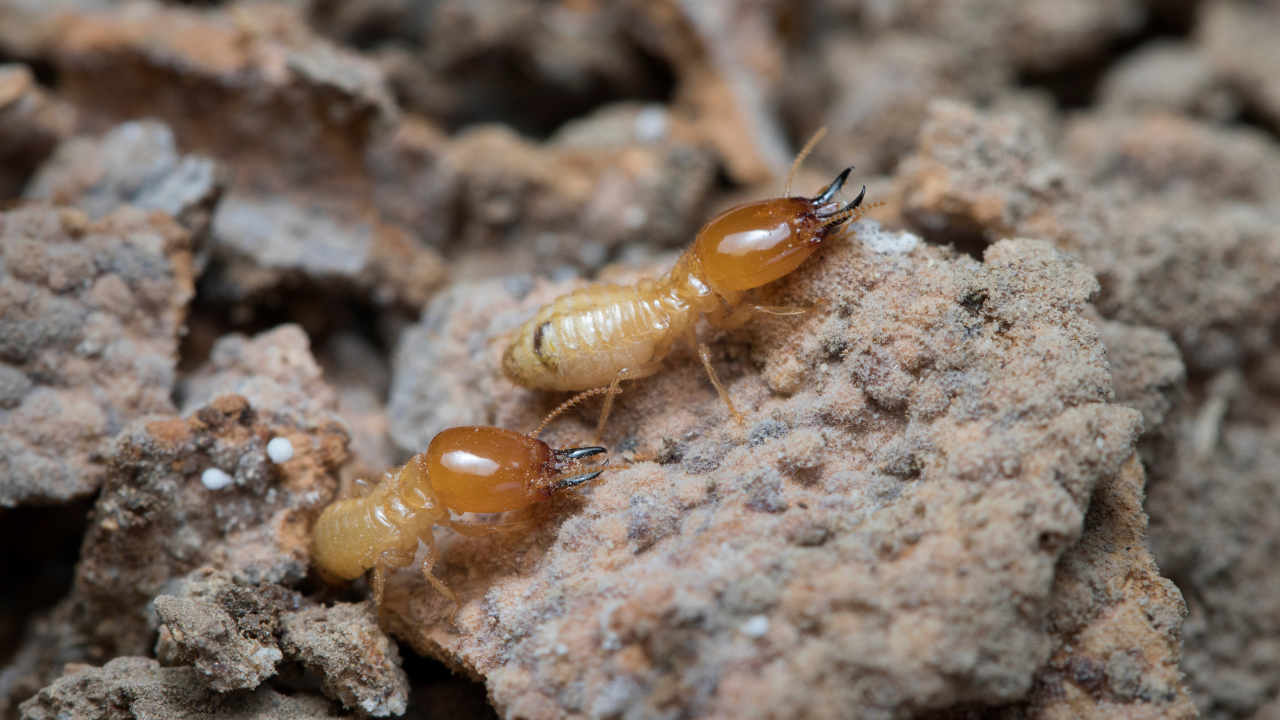 signs of termites​