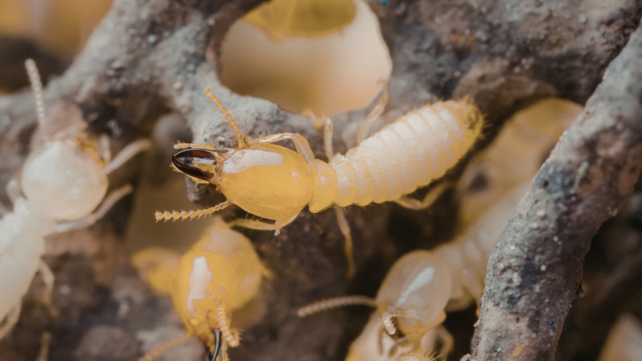 how to get rid of termites​