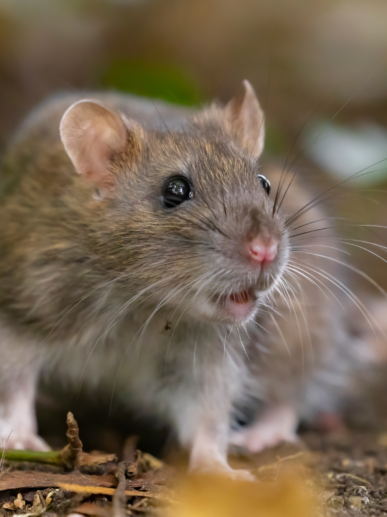 pest control orlando fl​