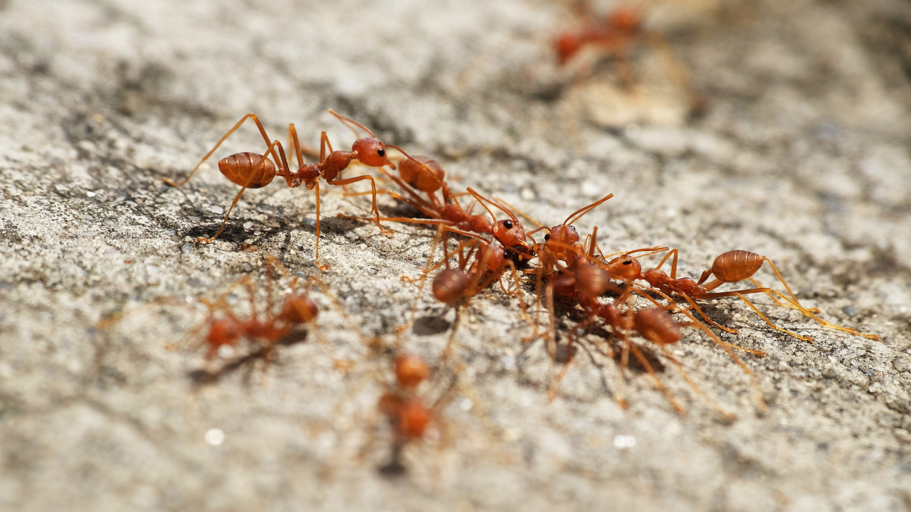 fire ants in florida​