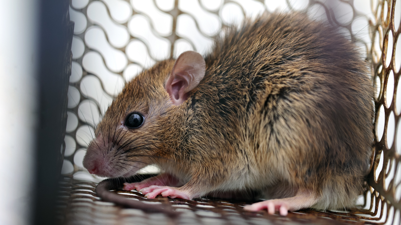 pest control rats in roof​