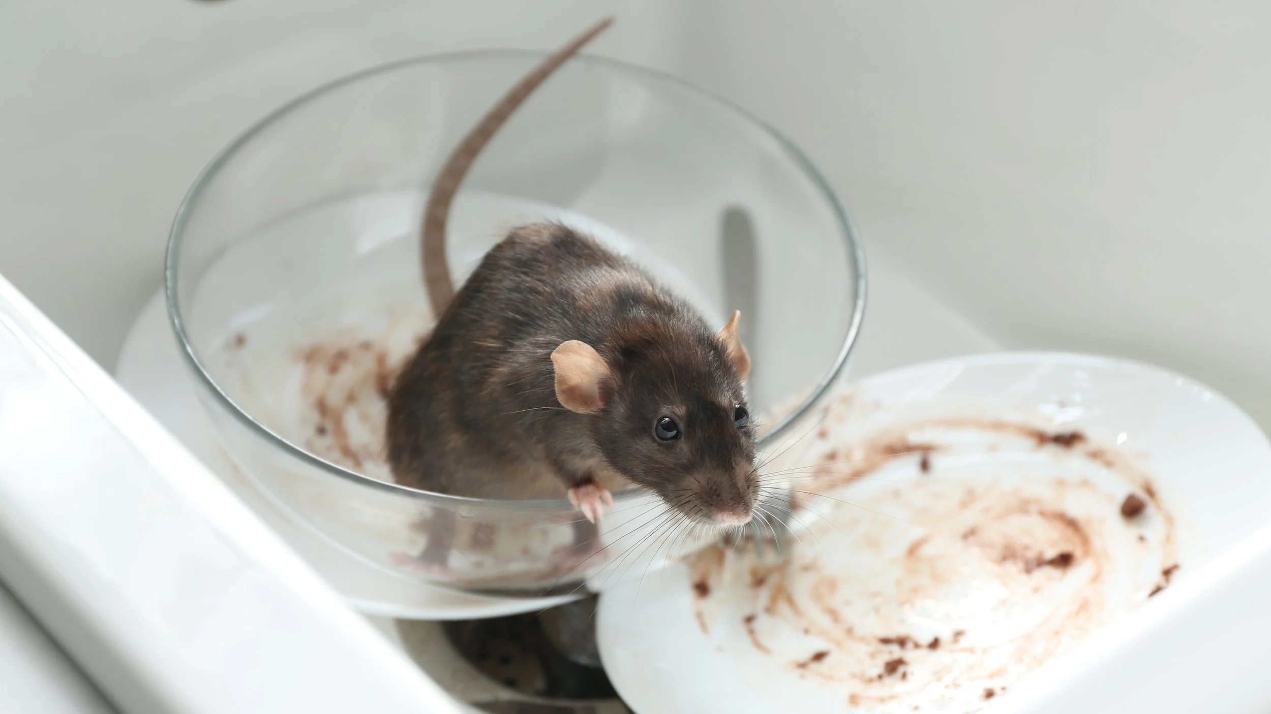 how to catch a rat​