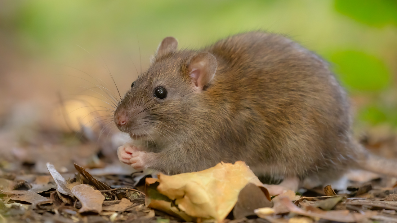 roof rat vs norway rat​