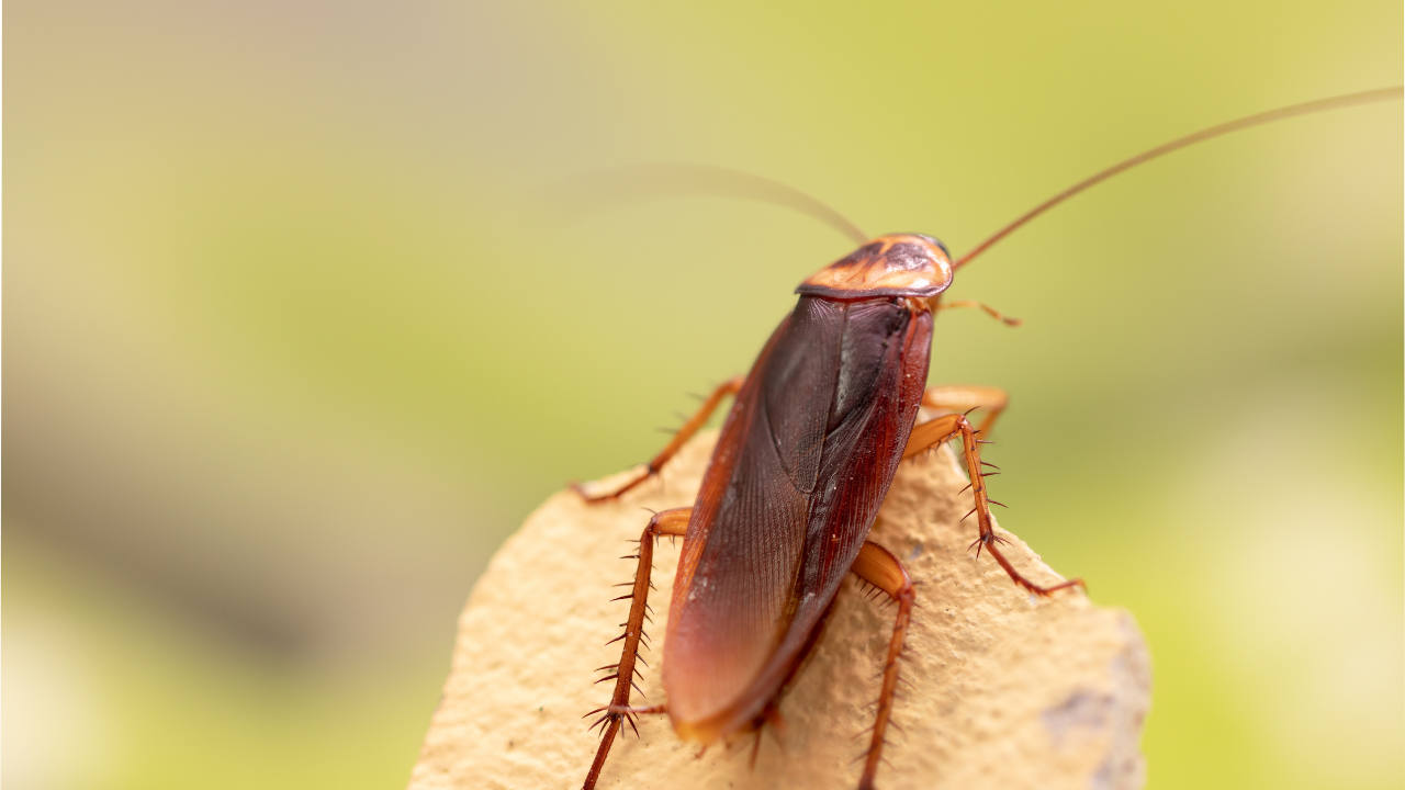 german cockroaches in florida​