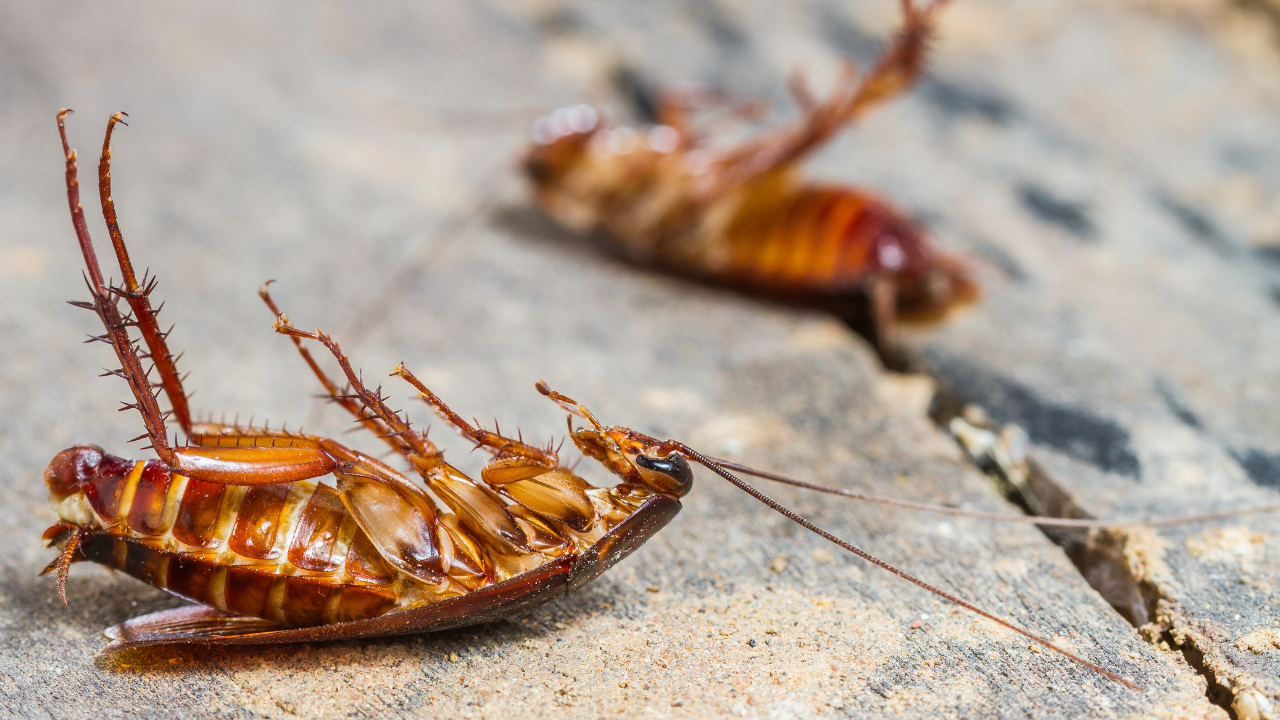 german cockroaches in florida​