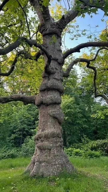 Grote eikenboom met brede takken op een grasveld in een park, onder een blauwe hemel.